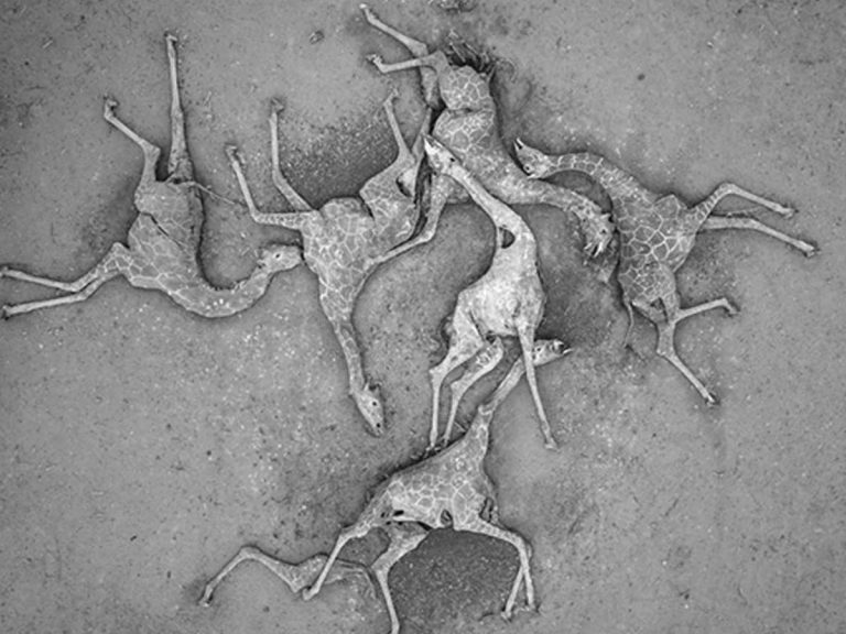 కెన్యాలో భారీ క‌రువు… మృత్యువాత పడుతున్న వ‌న్య‌ప్రాణులు…