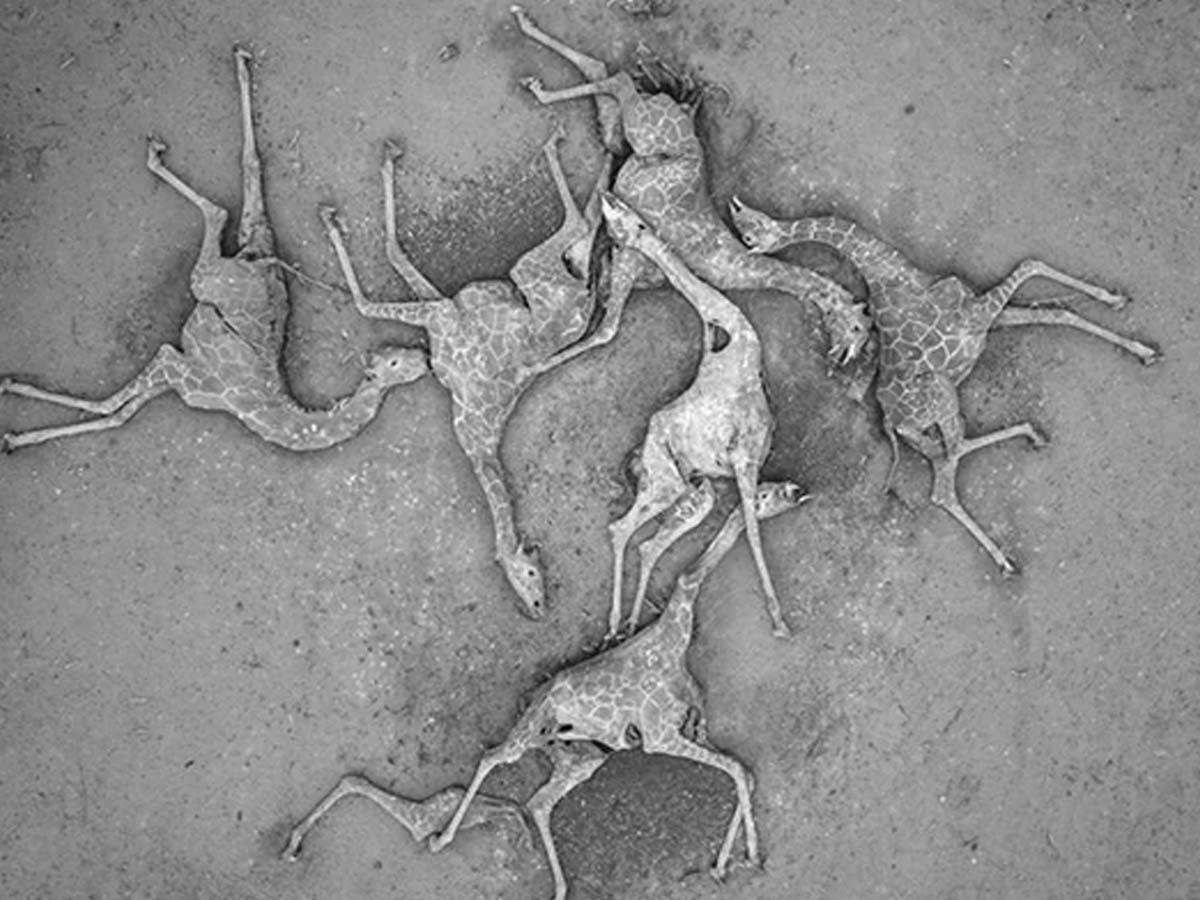 కెన్యాలో భారీ క‌రువు… మృత్యువాత పడుతున్న వ‌న్య‌ప్రాణులు…