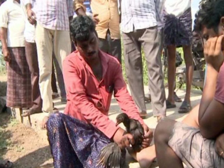 వైర‌ల్‌:  పాముకాటుకు నాటుకోడి వైద్యం…