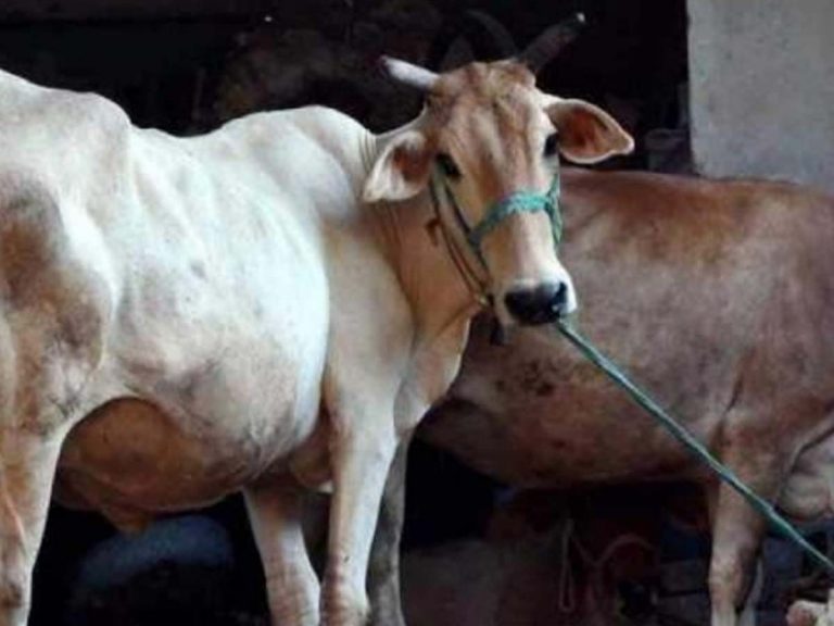 పోలీస్ స్టేష‌న్‌కు వింత కేసు:  ఆవులు పాలివ్వ‌డంలేద‌ని ఫిర్యాదు…