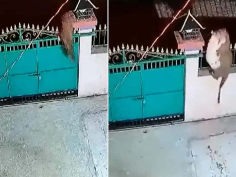 వైర‌ల్‌:  గేటుదూకి పెట్ డాగ్‌ను ఎత్తుకెళ్లిన చిరుత‌…