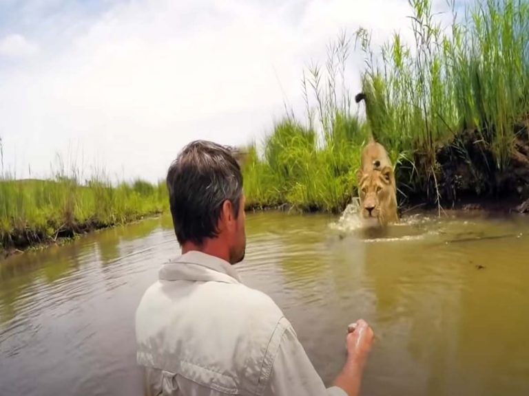 వైర‌ల్‌:  నీటి కుంట‌లో ఒక‌వైపు మ‌నిషి… మ‌రోవైపు సింహం…