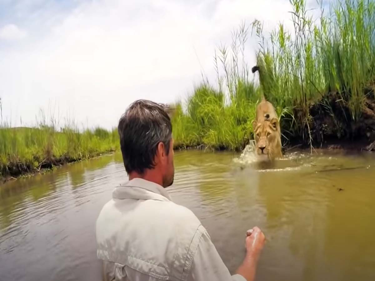 వైర‌ల్‌:  నీటి కుంట‌లో ఒక‌వైపు మ‌నిషి… మ‌రోవైపు సింహం…