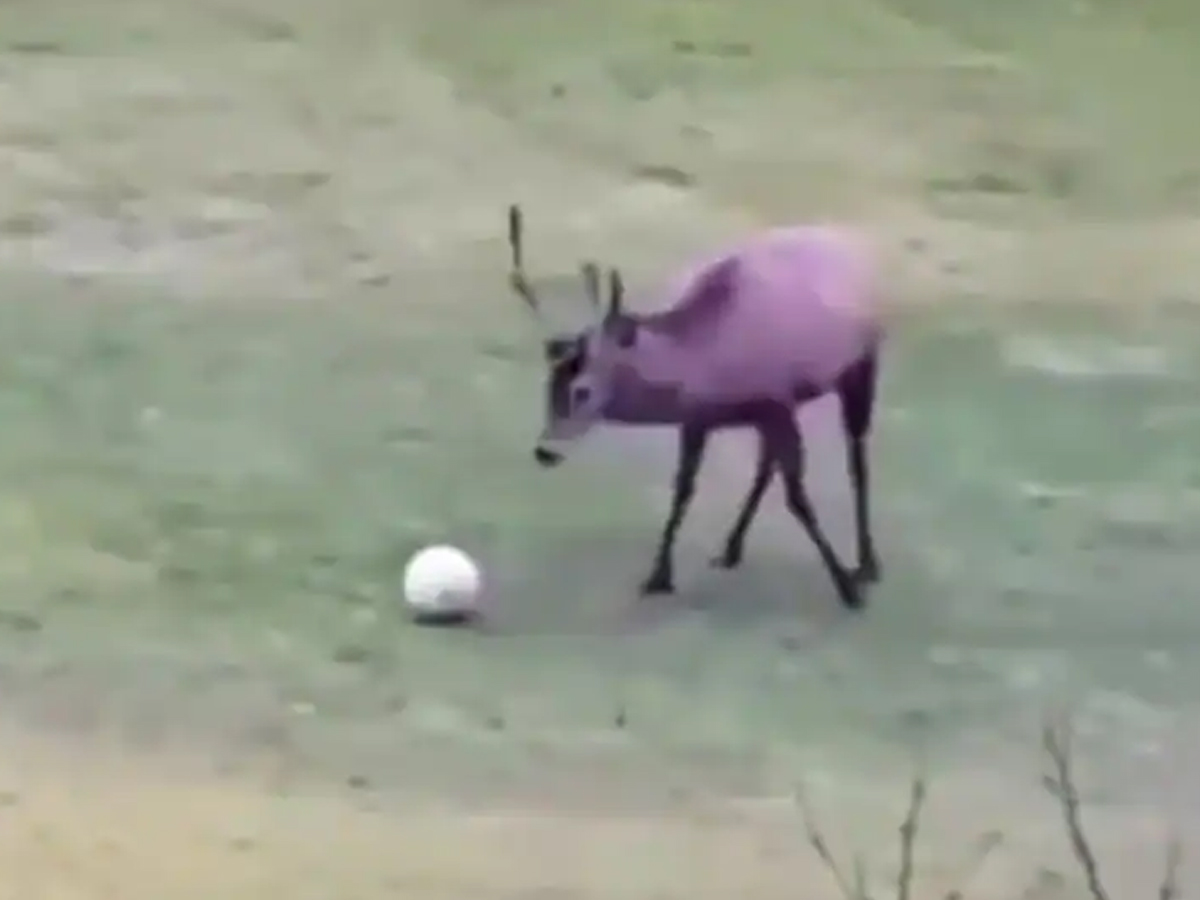 ఆ వీడియో మ‌ళ్లీ వైర‌ల్‌…