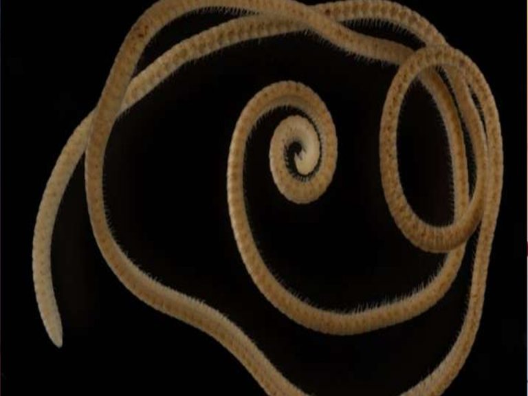 భూమిలోప‌ల వెయ్యికాళ్ల‌జీవి… షాకైన శాస్త్ర‌వేత్త‌లు…