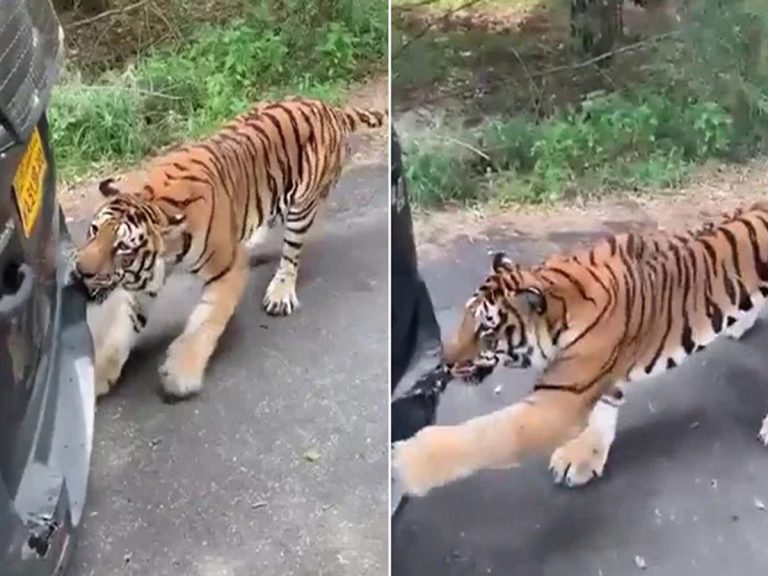 వైర‌ల్‌:  టైగ‌ర్ దెబ్బ‌కు జైలో తుక్కు…