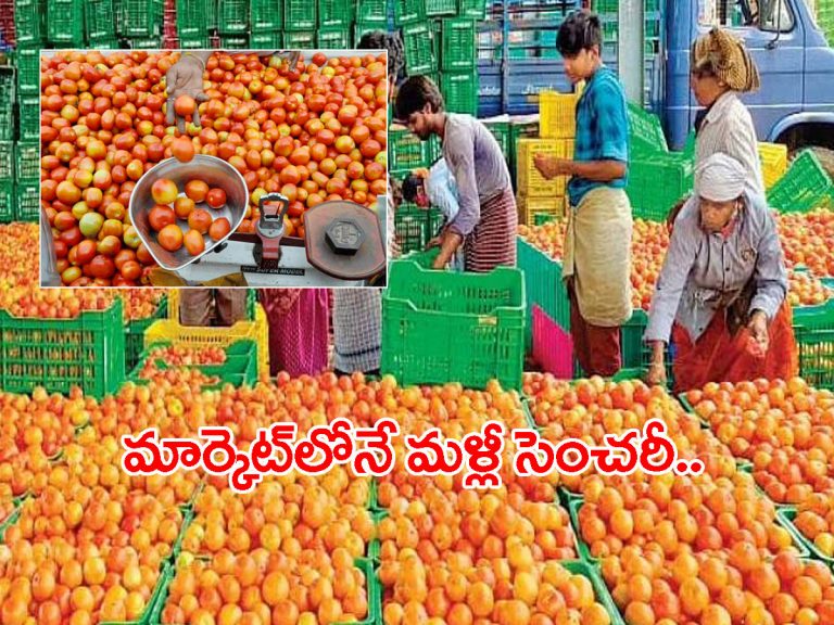 మళ్లీ సెంచరీ దాటిన టమాటా ధర..