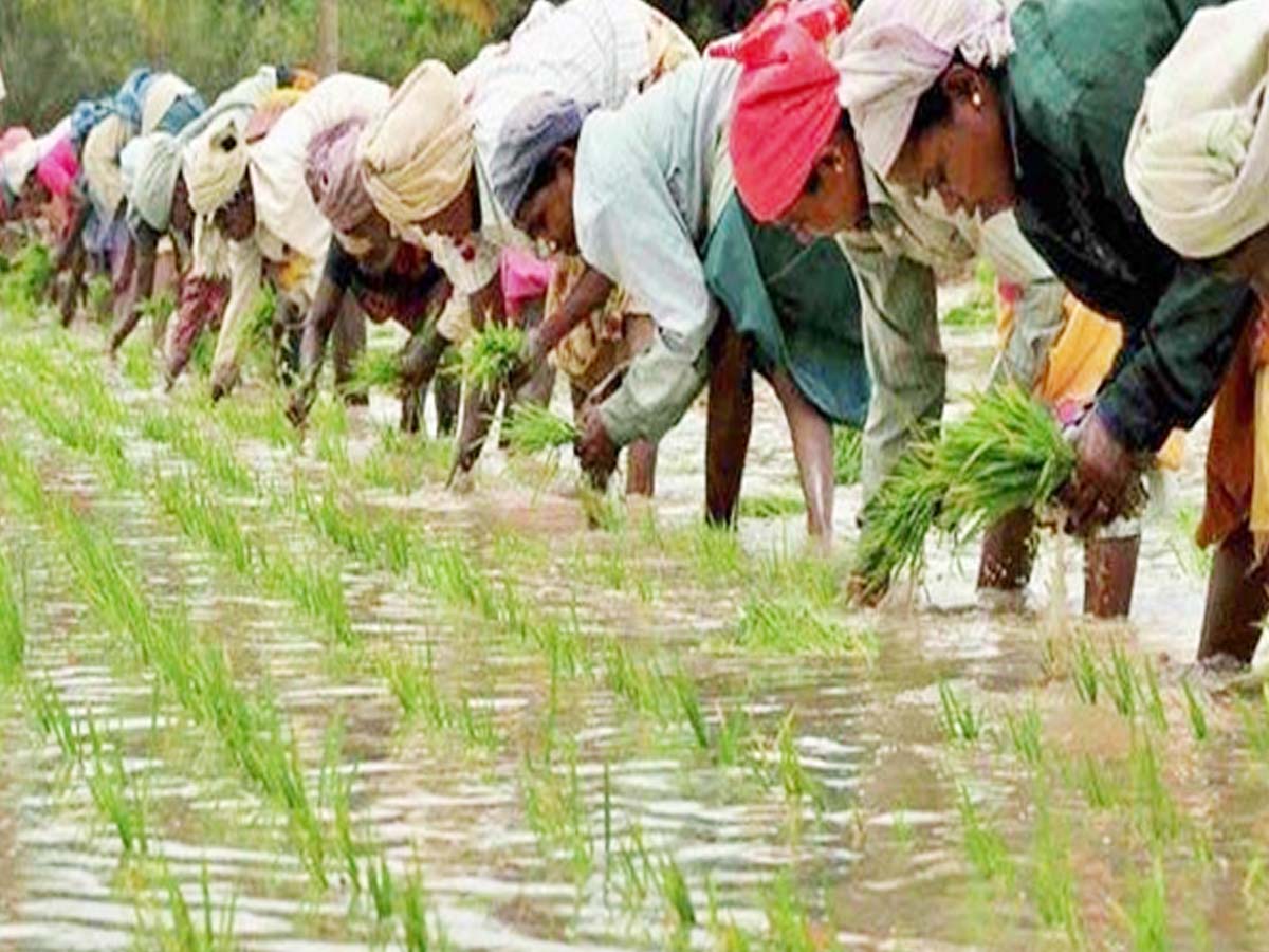 వ్యవసాయ రంగంలో పెరిగిన కార్మికుల సంఖ్య