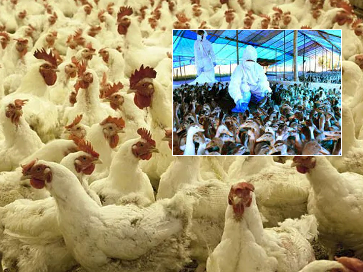 మళ్లీ బర్డ్‌ ఫ్లూ కలకలం..
