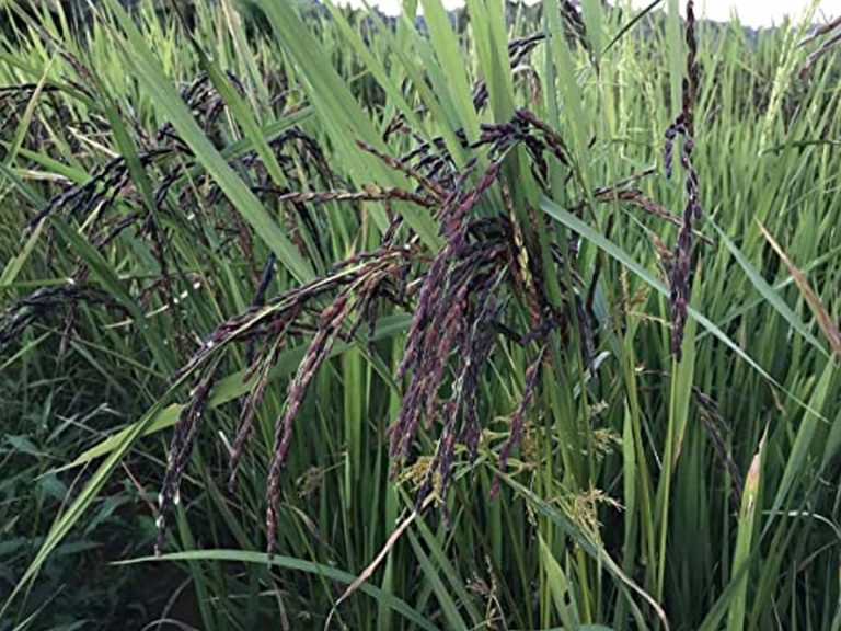 నల్ల బియ్యం వరి పంటపై కన్నేసిన దొంగలు