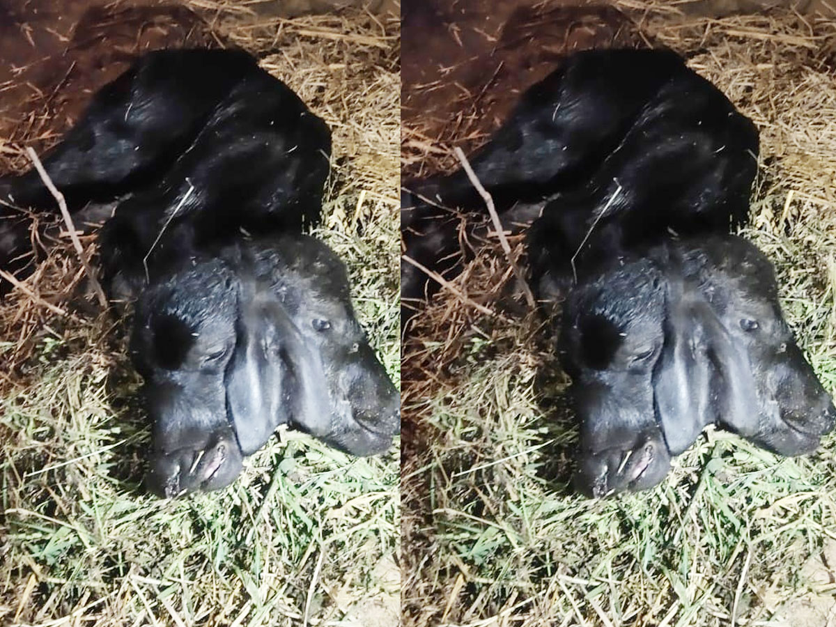 షాకింగ్: రెండు తలలతో గేదెదూడ జననం.. అంతలోనే మరణం