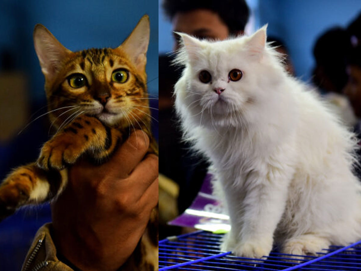 హైదరాబాద్‌లో ‘క్యాట్ షో 2021’