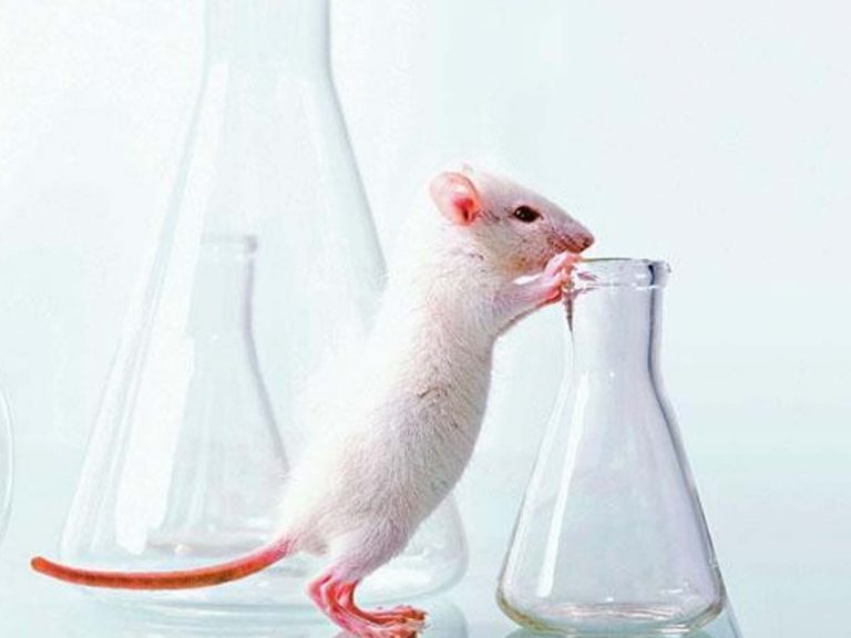 ఎలుక‌ల ద్వారా క‌రోనా…!!?