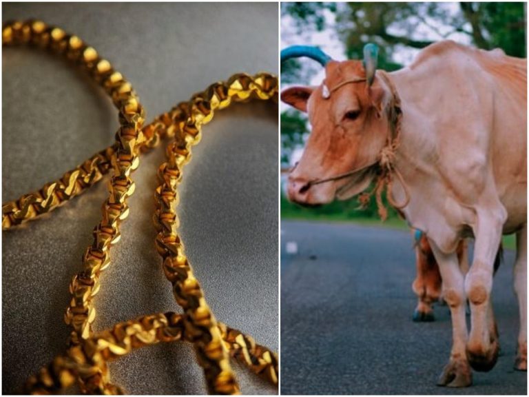 ఆవు కడుపులో బంగారు గొలుసు… యజమాని ఏంచేశాడంటే?