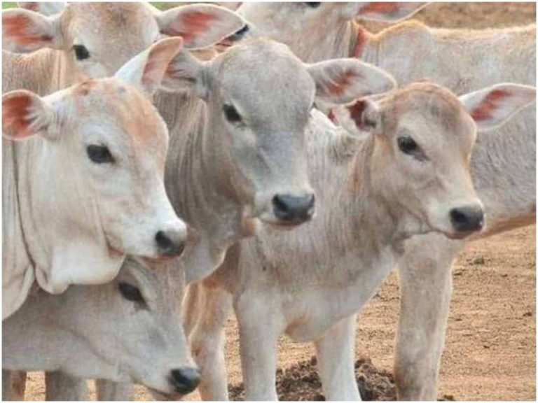 రామానంద ఆశ్రమంలో దాణాలేక గోవ్యథ