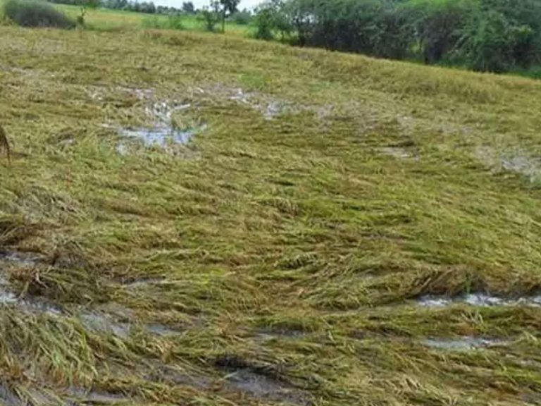Farmers Crop Insurance : లక్షల విలువైన పంట నష్టపోతే రెండురూపాయల పరిహారం ఇచ్చిండ్రు