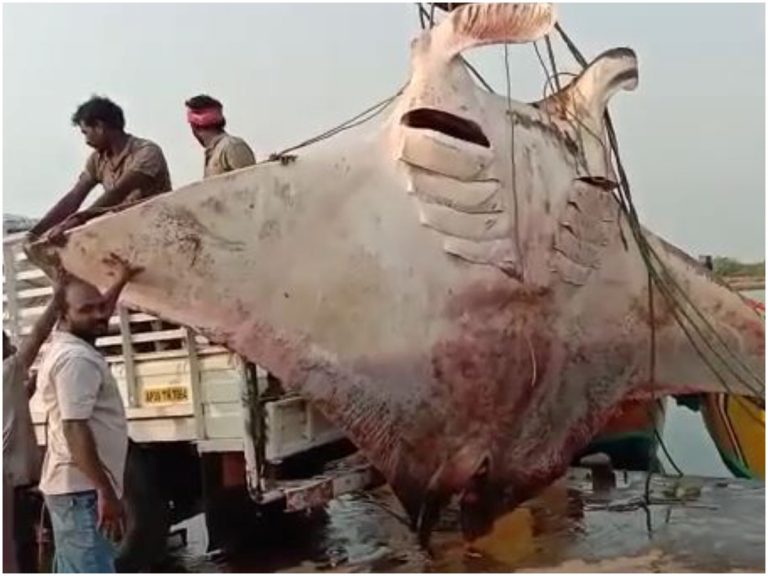 అంతర్వేదిలో చిక్కిన అరుదైన చేప.. బరువెంతో తెలుసా?