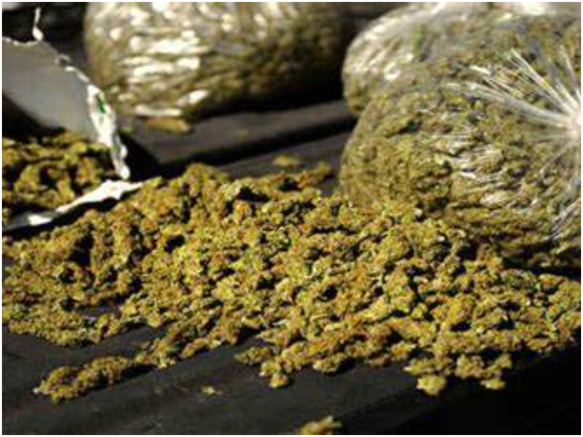 యరజర్ల కొండల్లో భారీగా గంజాయి పట్టివేత..