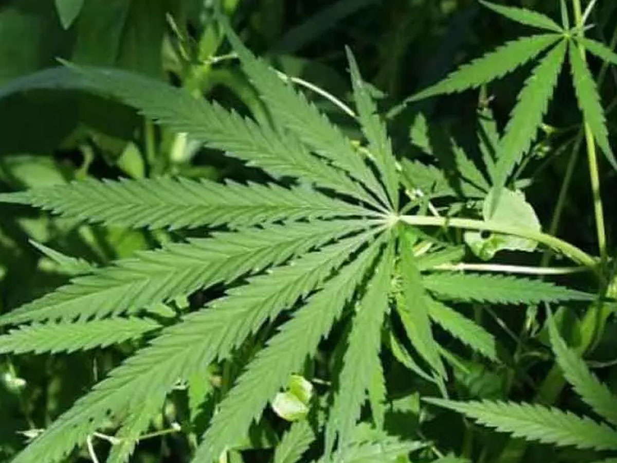 ఆపరేషన్‌ పరివర్తన్‌ ఫలితాలు ఇస్తోందా..!