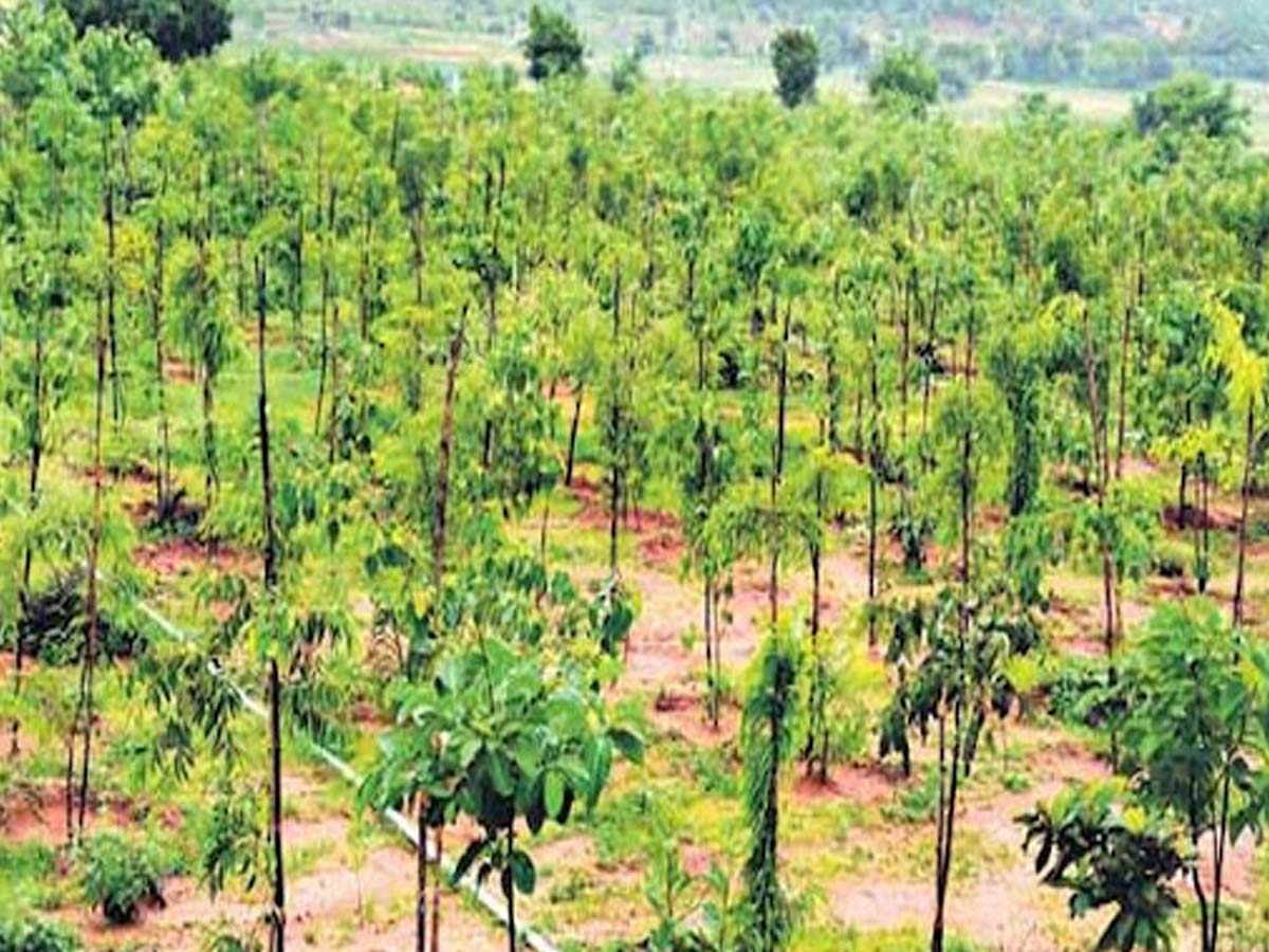 హరిత నిధికి రాష్ర్ట ప్రభుత్వం గ్రీన్‌ సిగ్నల్‌