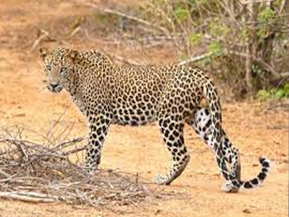 నల్లమల్లలో ఆగని వన్యప్రాణుల వేట..