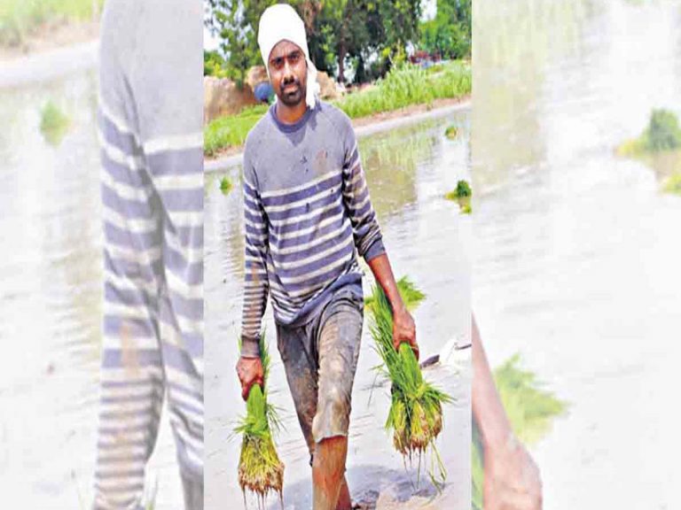 వర్క్ ఫ్రం హోం.. లాభాల పంట పండిస్తున్న టెక్కీ