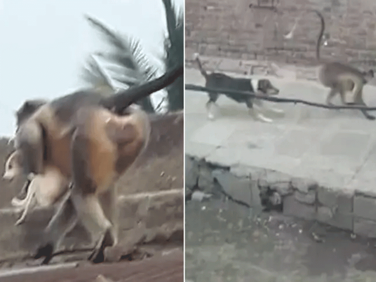 ఇదెక్కడి మాస్ ‘రివెంజ్’ రా మావా.. 250 కుక్కలను చంపిన కోతులు