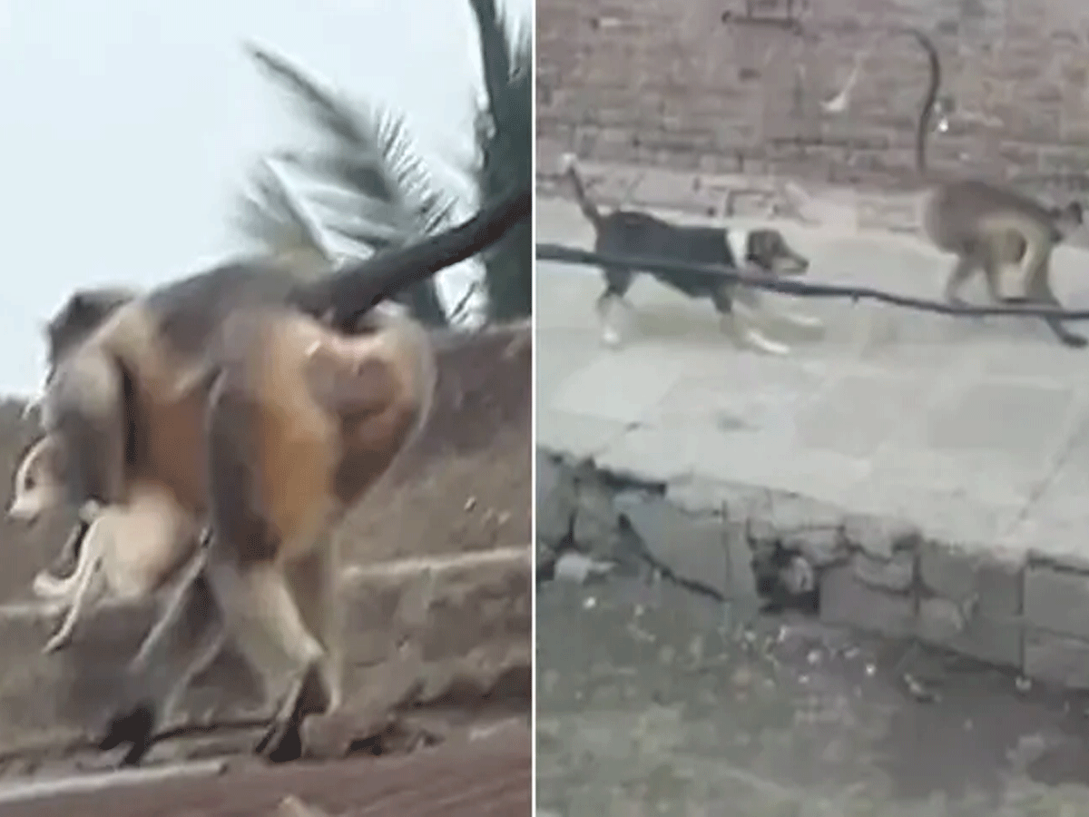 ఇదెక్కడి మాస్ ‘రివెంజ్’ రా మావా.. 250 కుక్కలను చంపిన కోతులు