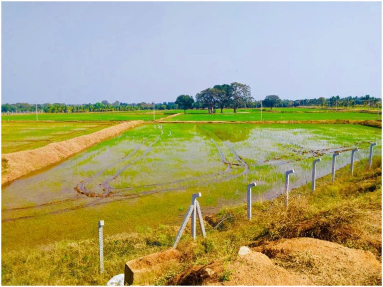 వరికి ప్రత్యామ్నాయం ఏంటి? సర్కార్‌కి క్లారిటీ వుందా?