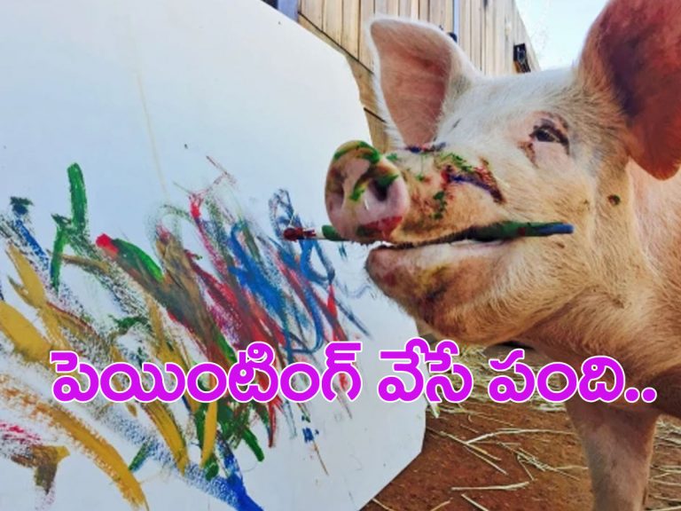 వండర్‌ వరాహం.. ఇదివేసిన పెయింటింగ్స్‌ ధరలు లక్షల్లో..