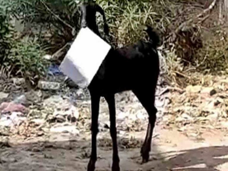 వైరల్ వీడియో: ప్రభుత్వ కార్యాలయంలోకి వెళ్లిన మేక.. పరుగులు పెట్టిన ఉద్యోగి