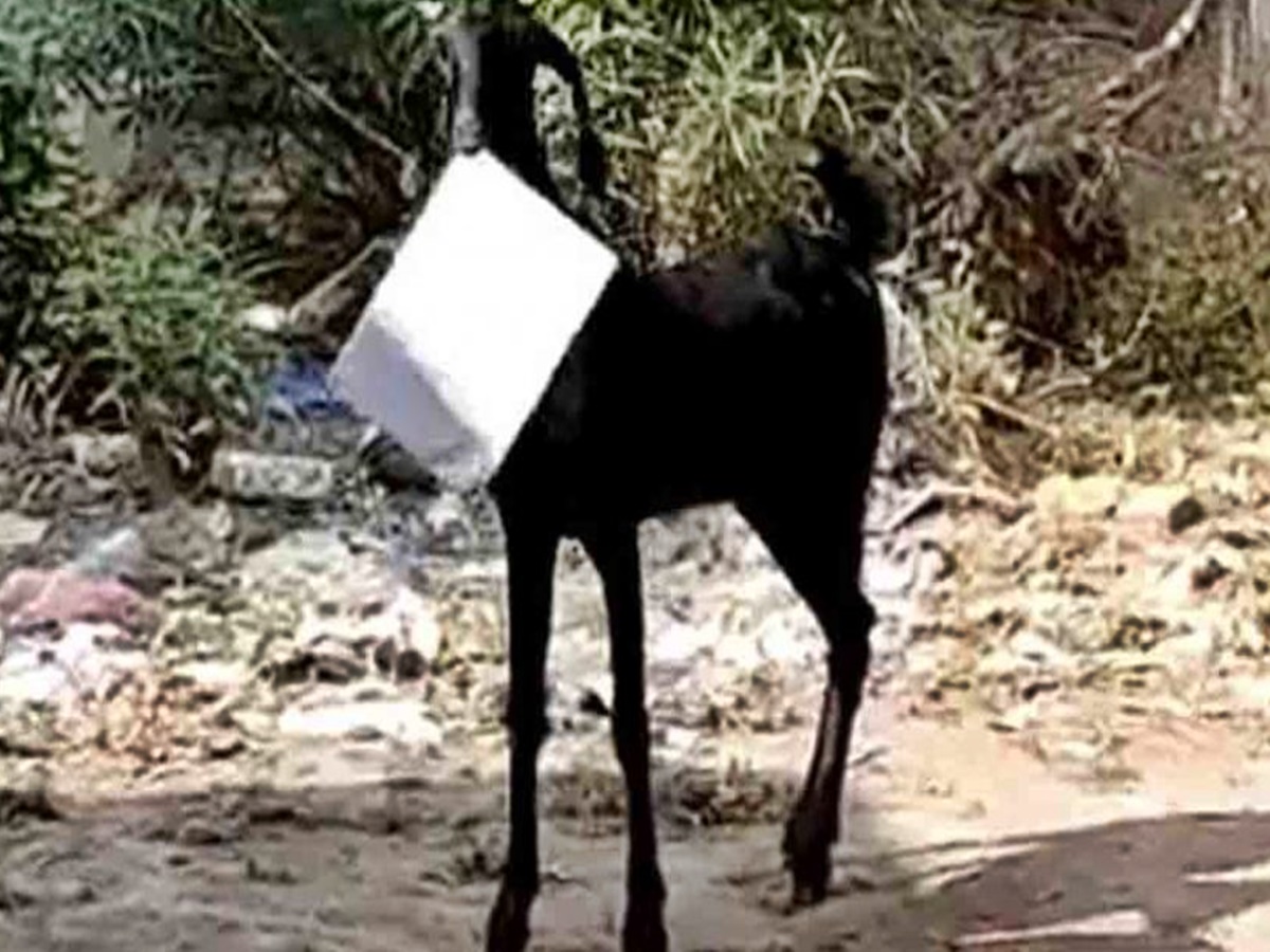 వైరల్ వీడియో: ప్రభుత్వ కార్యాలయంలోకి వెళ్లిన మేక.. పరుగులు పెట్టిన ఉద్యోగి