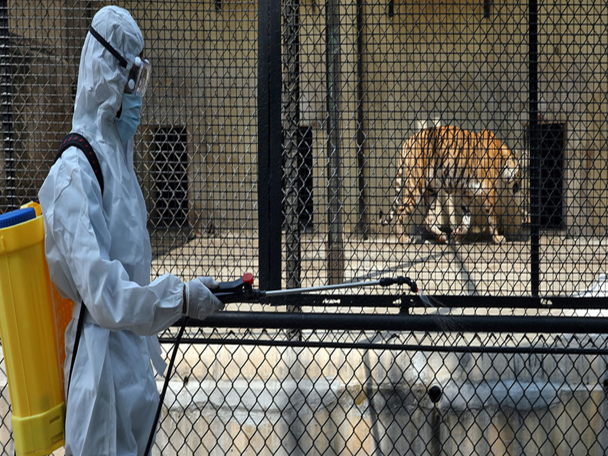 షాకింగ్ న్యూస్‌:  మ‌నుషుల నుంచి జంతువుల‌కు క‌రోనా…. జ‌రభ‌ద్రం…