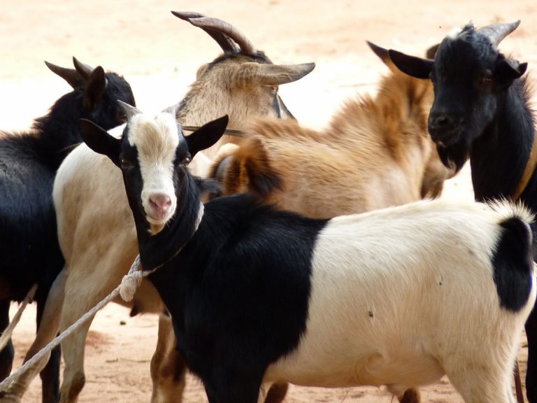 విందుభోజనం కోసం మేకల దొంగతనం.. ట్విస్ట్‌ ఇచ్చిన మేకలు..