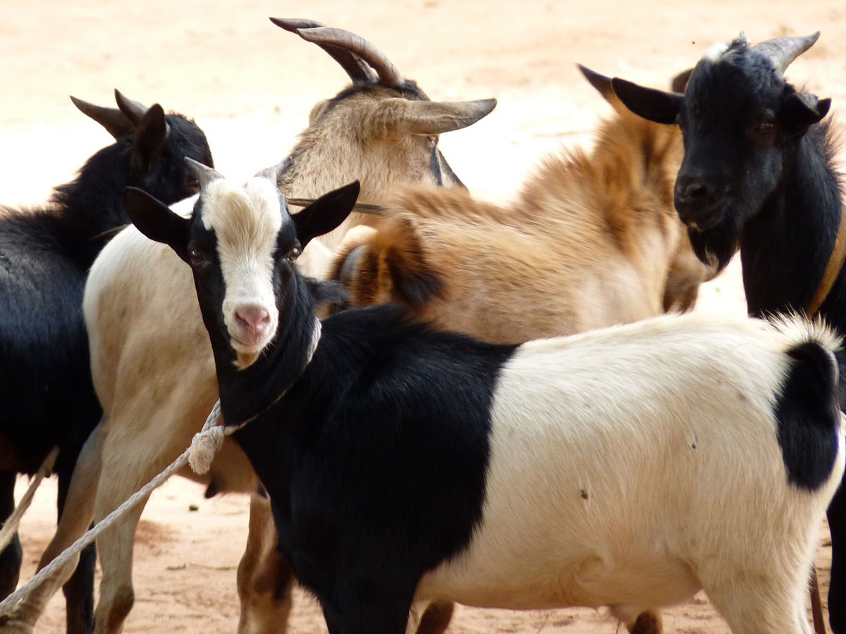 విందుభోజనం కోసం మేకల దొంగతనం.. ట్విస్ట్‌ ఇచ్చిన మేకలు..