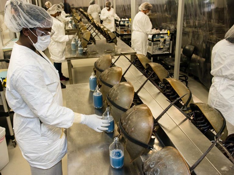 కోట్లాది మంది ప్ర‌జ‌ల ప్రాణాల‌కు కాపాడుతున్న పీత‌లు… ఎలానో తెలుసా?