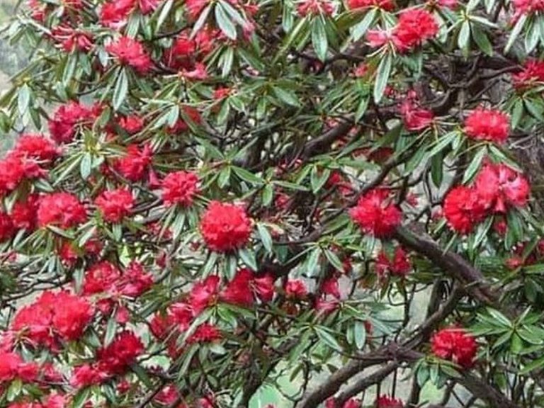 గుడ్ న్యూస్‌:  హిమాల‌యాల్లోని మొక్క‌ల‌తో క‌రోనాకు చెక్…!!