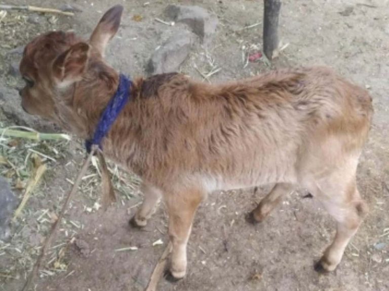 అద్భుతం:  ఐవీఎఫ్ ప‌ద్ద‌తిలో లేగ‌దూడ జ‌న‌నం… దేశంలోనే తొలిసారి…