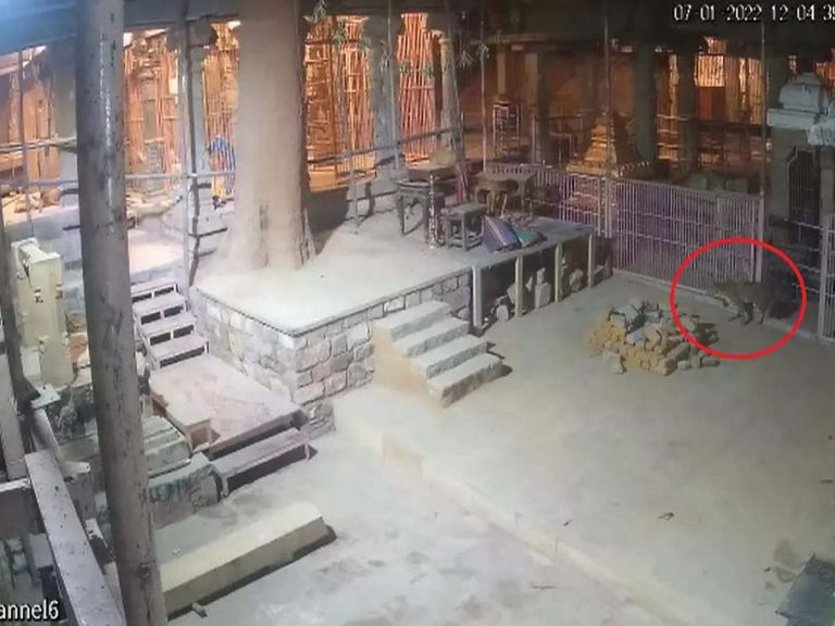 క‌ర్నూలు ఆల‌యంలో చిరుత ప్ర‌త్య‌క్షం… కుక్క‌లు తిర‌గ‌బడ‌టంతో…