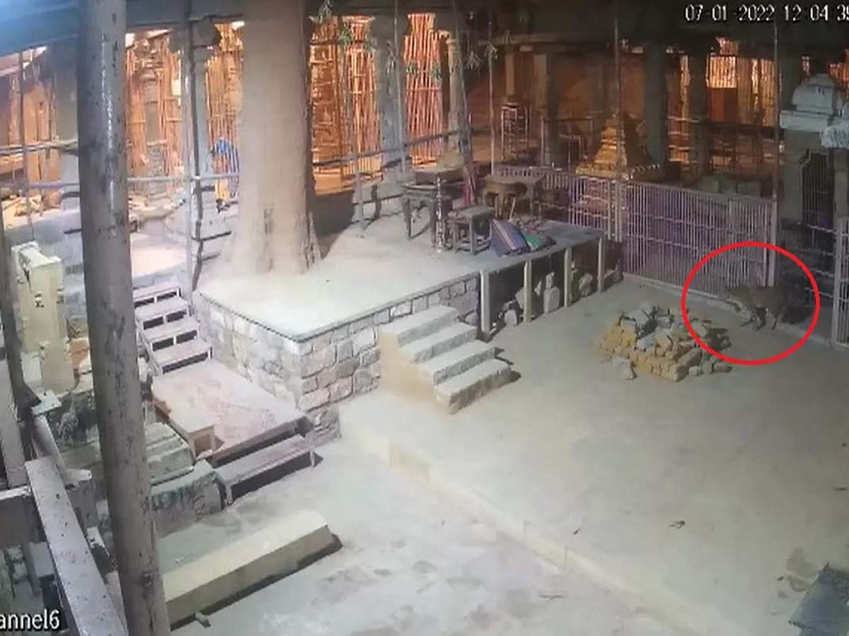 క‌ర్నూలు ఆల‌యంలో చిరుత ప్ర‌త్య‌క్షం… కుక్క‌లు తిర‌గ‌బడ‌టంతో…