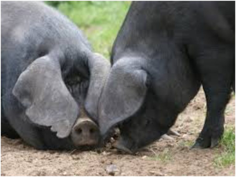 అక్కడ పందుల పంచాయతీ.. అసలేం జరిగింది?