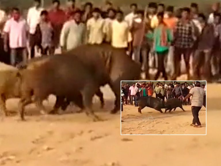 సంక్రాంతి సంబరాల్లో పందుల పోటీలు.. ఎగబడ్డ జనం..