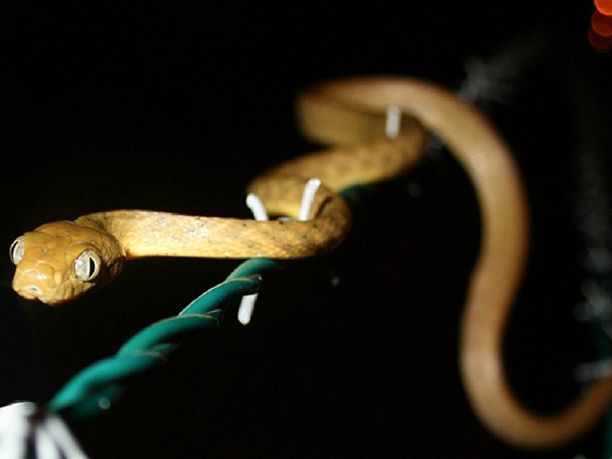 పారాసిట‌మాల్ జ్వ‌రానికే కాదు… పాముల‌ను చంపేందుకు కూడా ఉప‌యోగిస్తార‌ట‌…