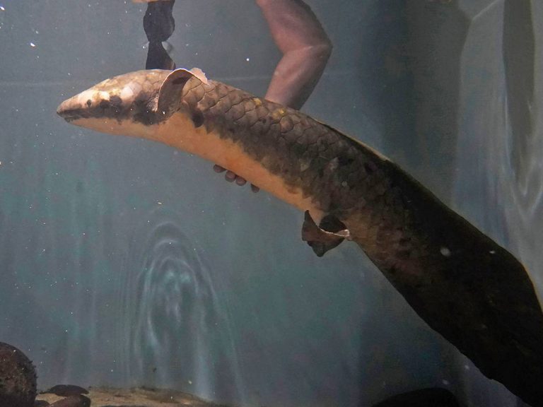 భూమిపై అత్య‌ధిక‌కాలం పాటు జీవించియున్న చేప ఇదే… వ‌య‌సు ఎంతో తెలుసా?