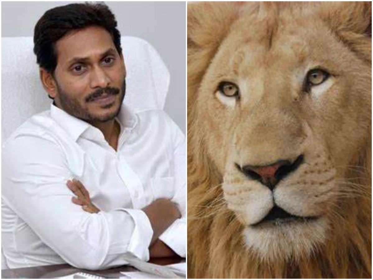 ఎన్ని జంతువులు ఏకమైనా సింహాన్ని ఎదుర్కోలేవు..ధర్మాన