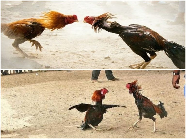 కోడి పందాలకు బరులు సిద్ధం.. మరి పోలీసులేం చేస్తారో?