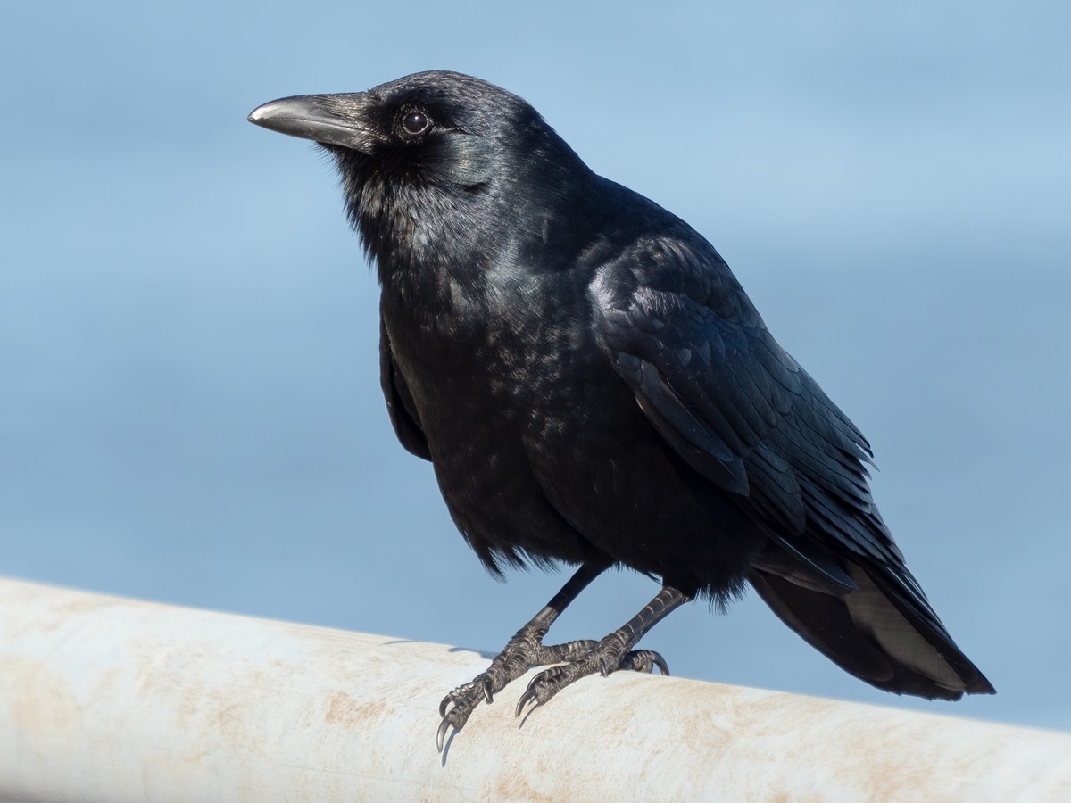 పగబట్టిన ‘కాకి’.. ఏకంగా ఏడుగురిపై దాడి