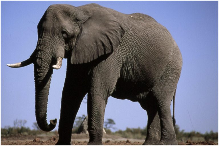 ఆ ఏనుగుకి అవంటే ఇష్టం..అందుకే దాడులు