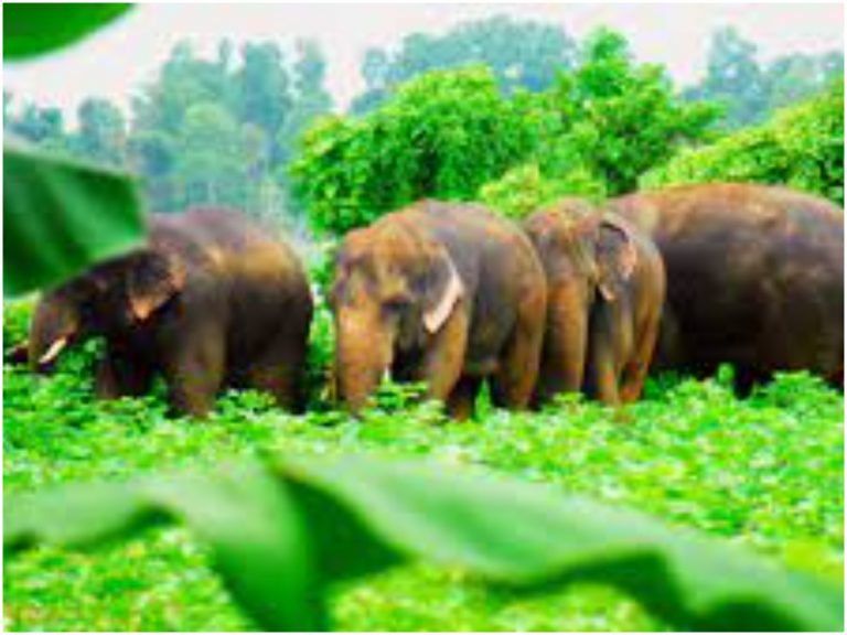 బాబోయ్ గజరాజులు.. విజయనగరంలో రైతుల ఆందోళన