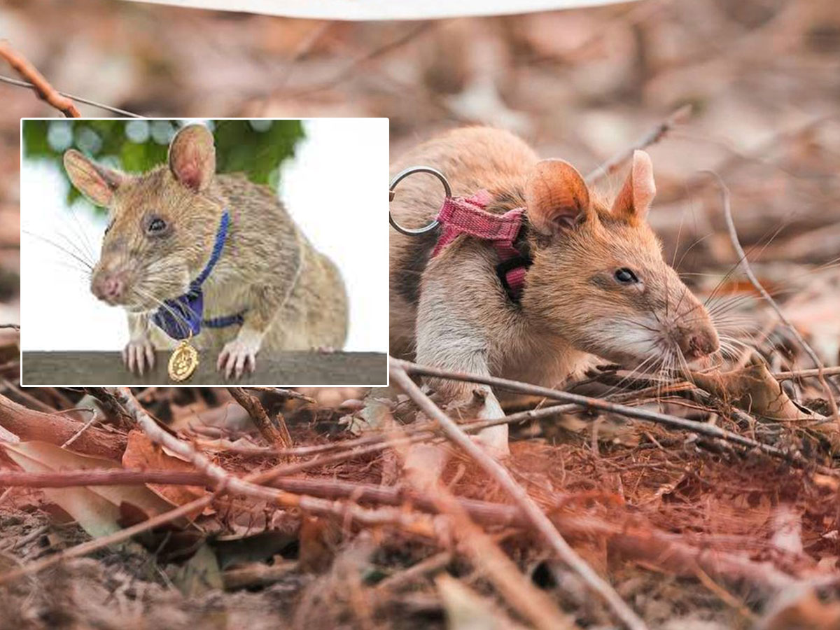 బంగారు పతకం అందుకున్న మూషికం మృతి..